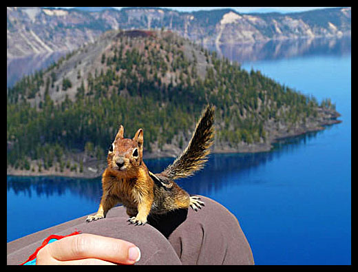 chipmunk